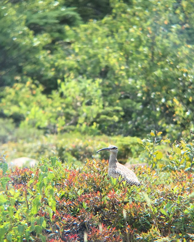 A Whimbrel on Cadillac Mountain
