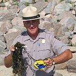 Park ranger holding seaweed