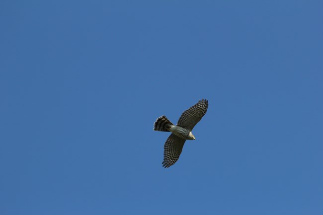 Sharp-shinned Hawk on Cadillac Mountain