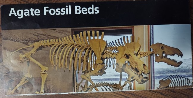 Rectangular brochure with black bar across top has white words that read Agate Fossil Beds. Fossil skeletons of mammals stand in a diorama with grassland and hills in the backdrop visible through large glass windows.