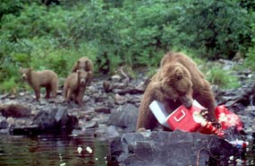As her yearling cubs observe, a curious brown bear destroys a cooler carelessly left behind by visitors. As her yearling cubs observe, a curious brown bear destroys a cooler carelessly left behind by visitors.