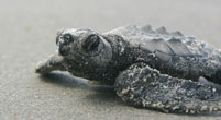 Photo of baby sea turtle.