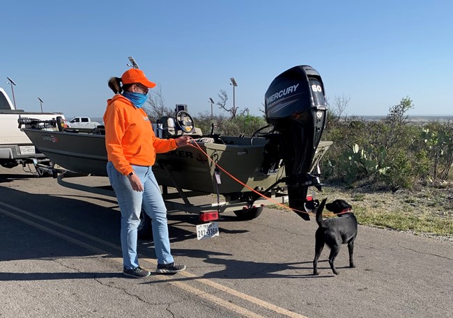 Dog handler in orange shirt and blue jeans with black lab sniffing motor of trailered boat on a road.