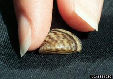 Zebra mussel with thumb tip and forefinger tip. Mussel is about the same size as the finger tips. Credit: USGS / Amy Benson