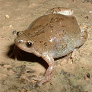 Great Plains Narrowmouth Toad