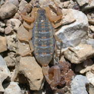 Lesser Striped Tail Scorpion