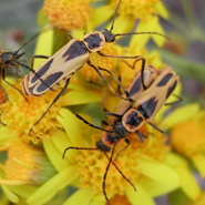 Blister Beetle