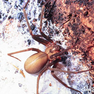 Brown Recluse Spider