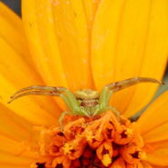 Flower Crab Spider