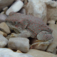 Red Spotted Toad
