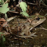 rio grande leopard frog