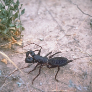 Vinegaroon