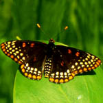 Checkerspot butterfly