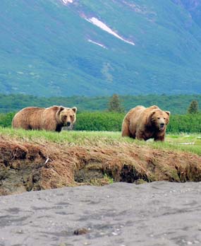 Bears in Alaska NPS