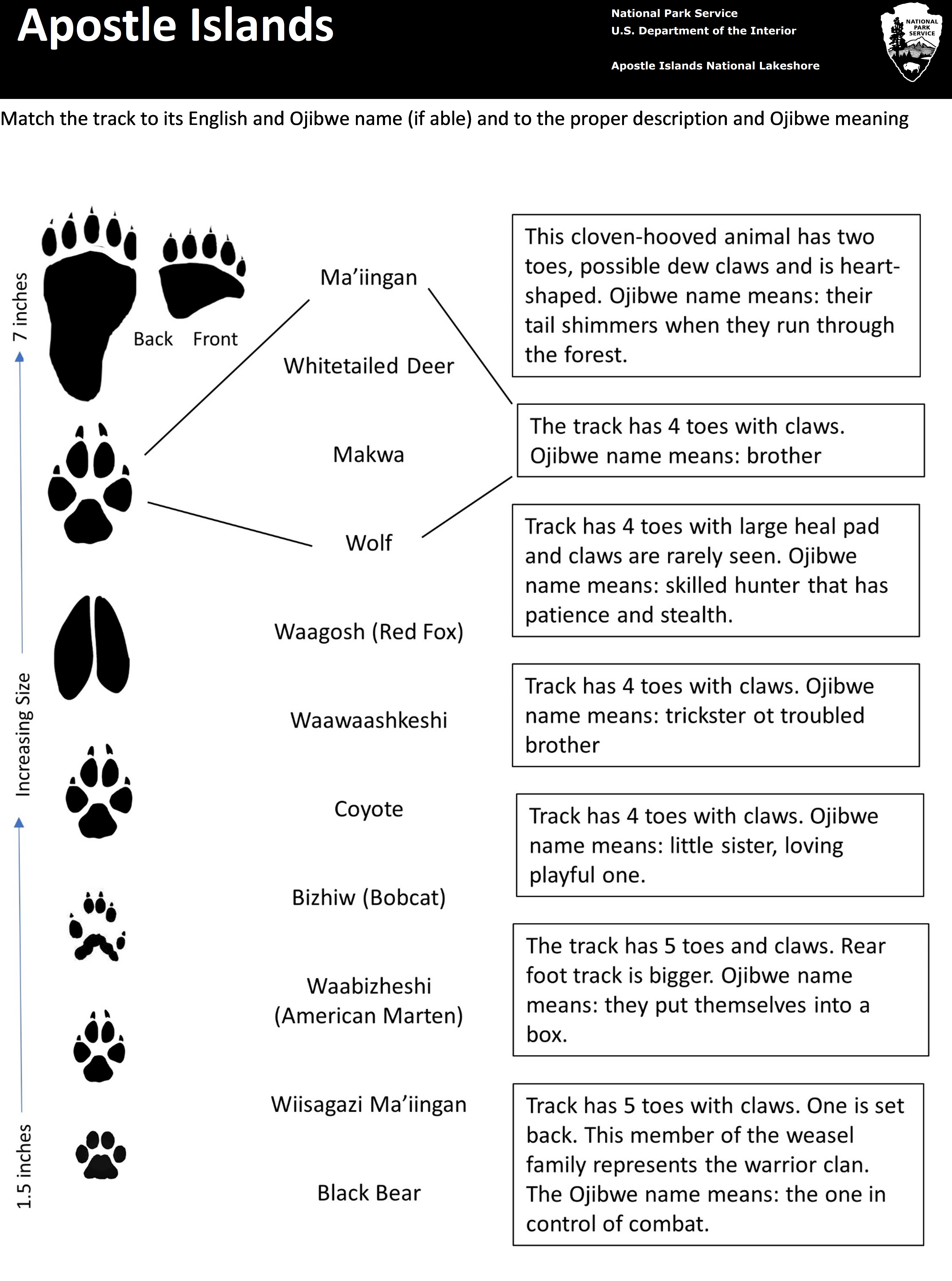 Photo of the animal track matching activity sheet.