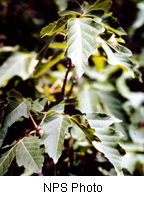 Acer negundo