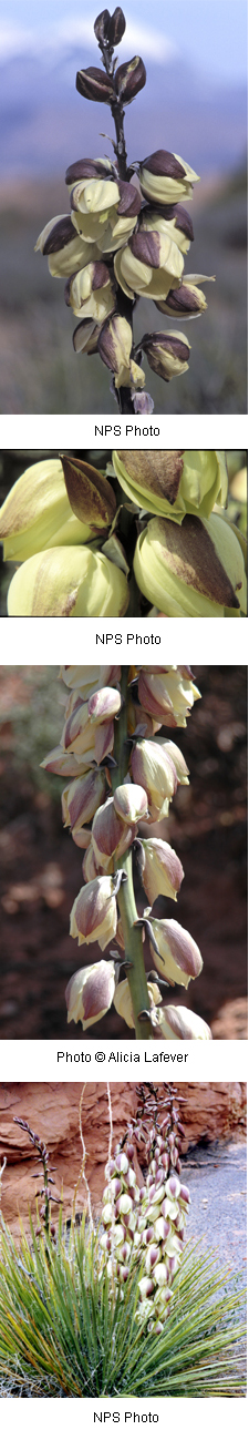 Yucca harrimaniae