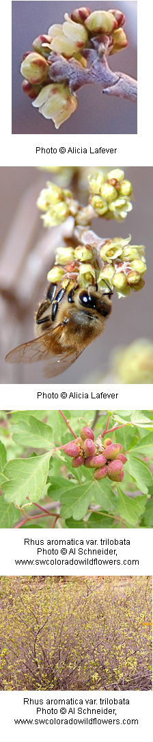 Rhus aromatica
