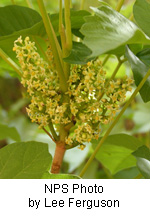 Toxicodendron rydbergii