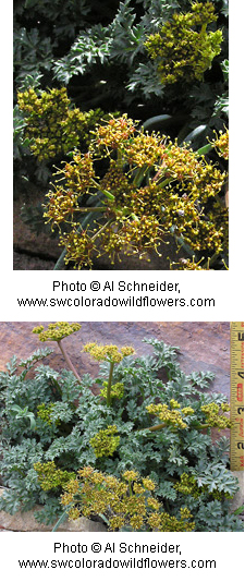 Cymopterus purpureus