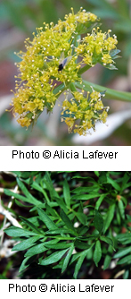 Lomatium latilobum