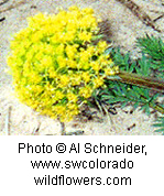 Lomatium parryi