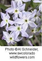 Amsonia tomentosa