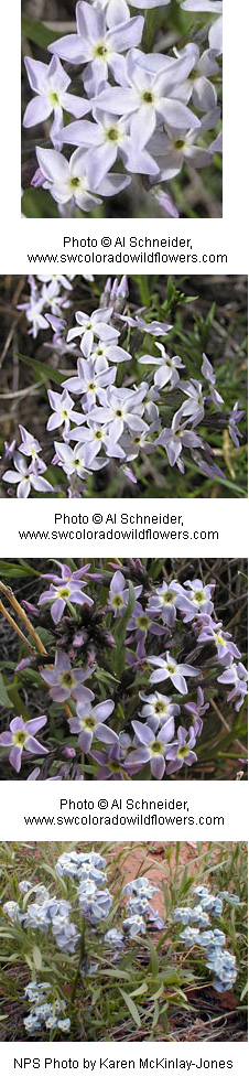 Amsonia tomentosa