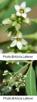 Apocynum cannabinum