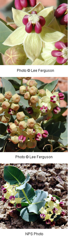 Asclepias cryptoceras