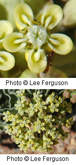 Asclepias macrosperma