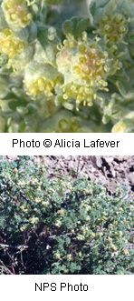 Artemisia spinescens