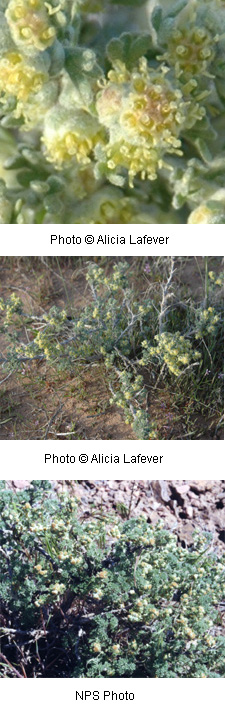Artemisia spinescens