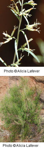 Brickellia longifolia