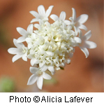 Chaenactis stevioides