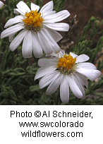 Chaetopappa ericoides