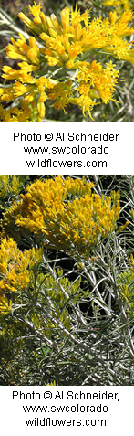 Chrysothamnus nauseosus