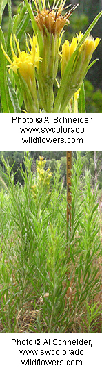 Chrysothamnus parryi
