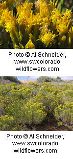 Chrysothamnus visidiflorus