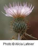 Cirsium sp.