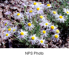 Erigeron pulcherrimus