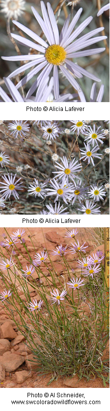Erigeron utahensis