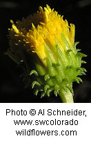 Grindelia fastigiata