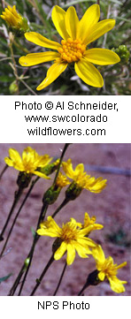 Haplopappus armerioides