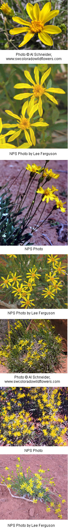Haplopappus armerioides