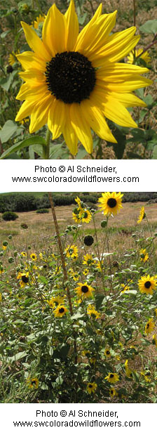 Helianthus annuus