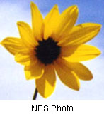 Helianthus petiolaris