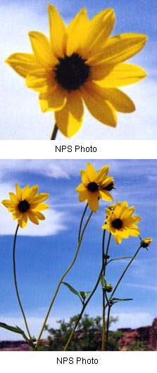 Helianthus petiolaris