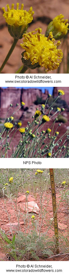 Hymenopappus filifolius