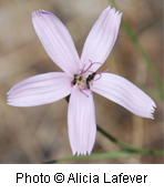 Lygodesmia grandiflora
